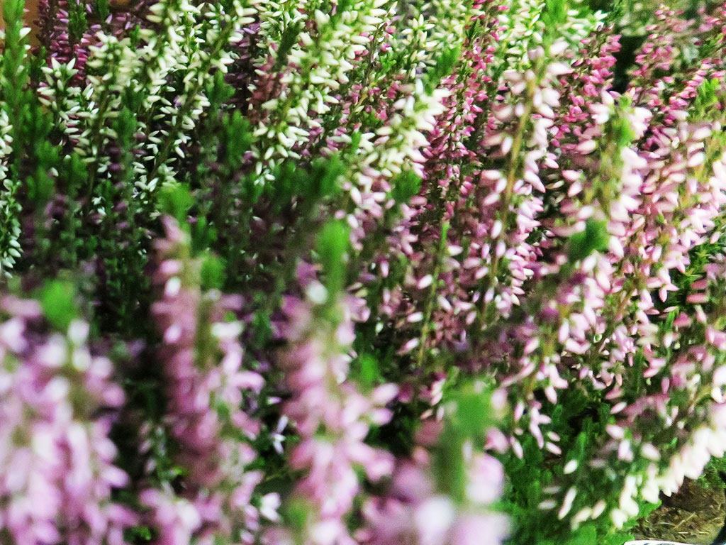 Blumenladen in Kölpinsee und Koserow auf Insel Usedom